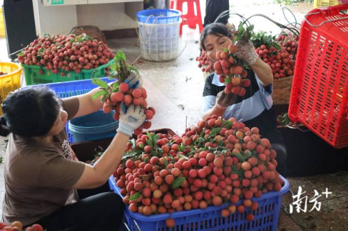 果农分拣茂名荔枝。