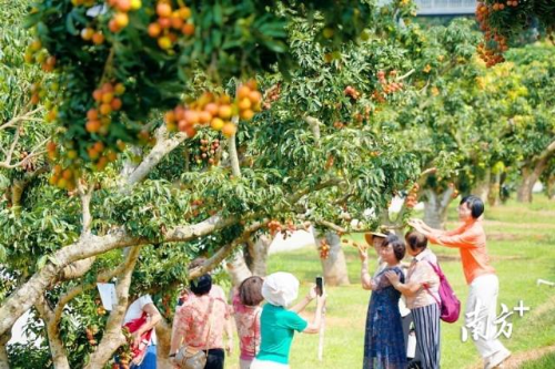 游客在荔乡茂名品荔枝、游景区。