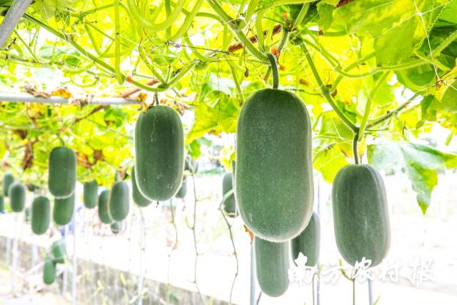 南方农村报 吴秒衡 拍摄