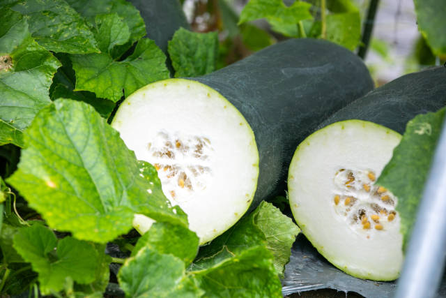 第五届全国冬瓜产业大会田间展示现场