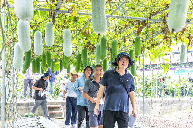 田间评选现场 田间评选现场