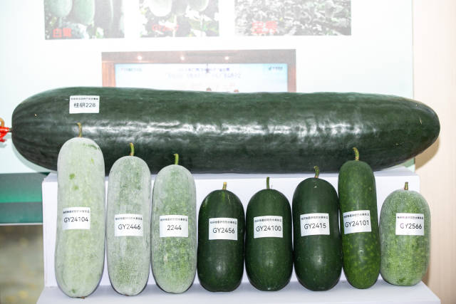 活动现场展示的冬节瓜优新品种 活动现场展示的冬节瓜优新品种