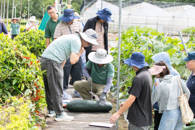 田间评选现场 田间评选现场