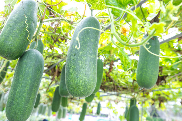 第五届全国冬瓜产业大会田间展示现场 第五届全国冬瓜产业大会田间展示现场