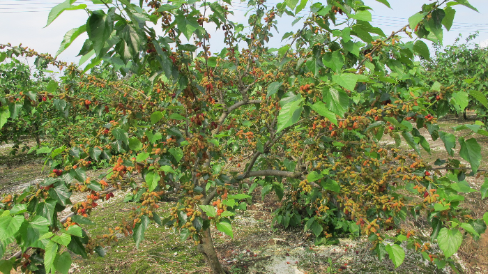 粤椹大10—整株.jpg