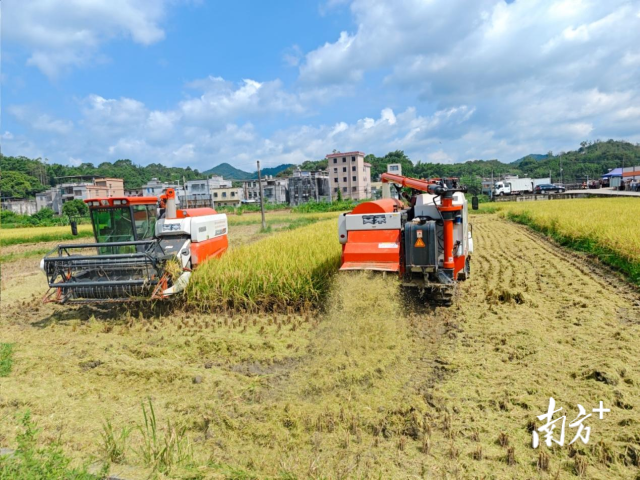 水稻收割过程中,秸秆就地粉碎还田。