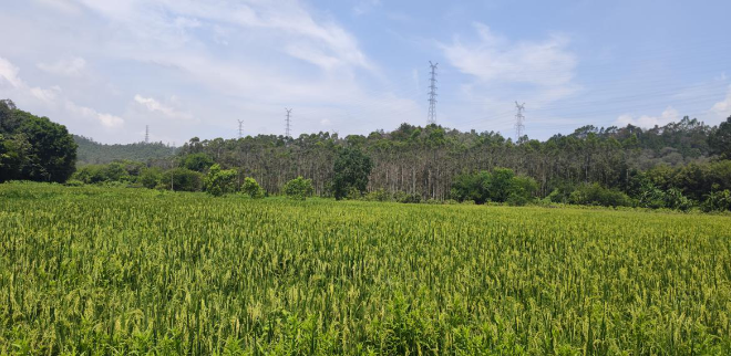 图片2-NEP1_20250813_C0028259045