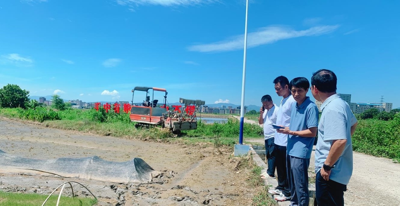 【央广网】科技赋能水稻产业提质增效 司马浦镇双季亩产突破1200公斤