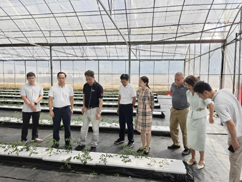 始兴县委书记华关和县委有关部门同志视察设施农业关键技术展示大棚.png