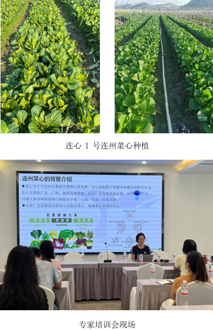 我所举办连州菜心提质增效关键技术研究及产业化应用培训会