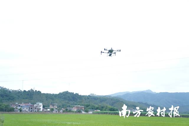 紫云英绿肥种子飞播演示 紫云英绿肥种子飞播演示